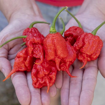 Carolina Reaper peper