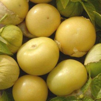 Tomatillo Amarilla