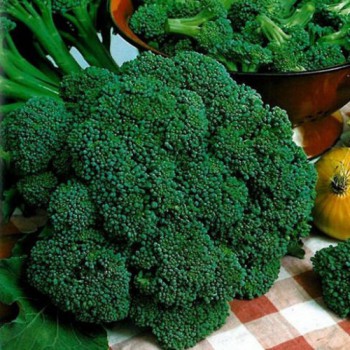 Broccoli Atlantic