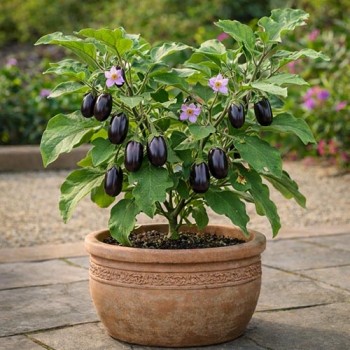 Aubergine Patio Baby F1