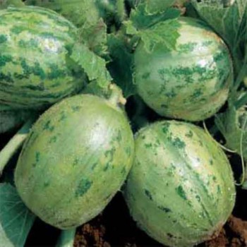 Carosello tondo di Manduria