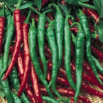 Peper Cayenne Long Slim