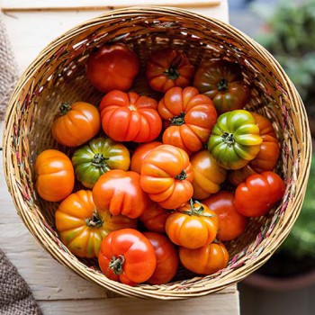 Costoluto Fiorentino