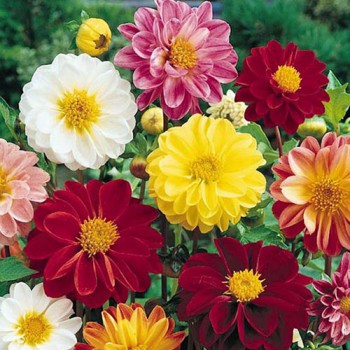 Dahlia Unwins gemengd