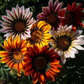 Gazania Sunshine Hybrids Mix