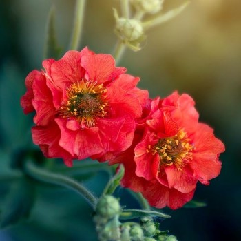 Geum Mrs. Bradshaw