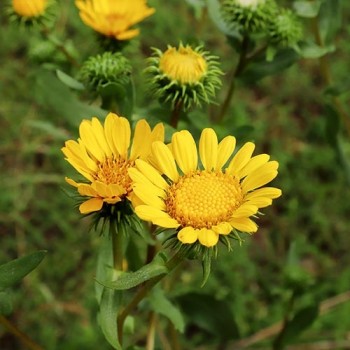 Gomplant