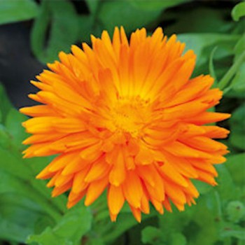 Goudsbloem Ball's Oranje