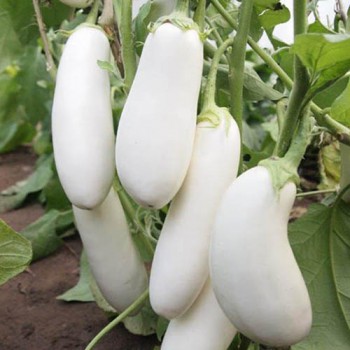 Aubergine Halflange witte