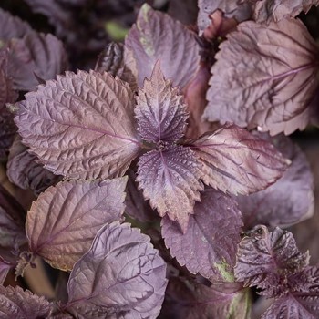 Shiso, Japanse Basilicum