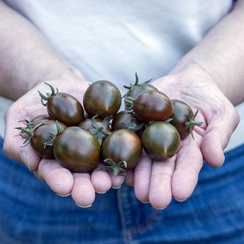 Cherry Roma