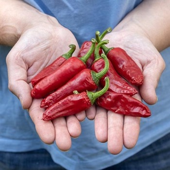 Piment de Bresse