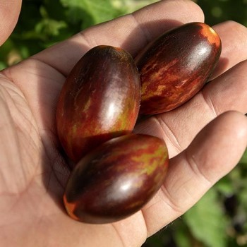 Cherry Roma