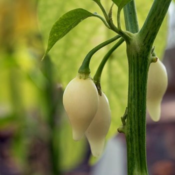 Biguinho White