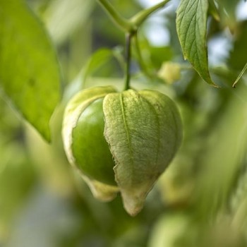 Tomatillo Cisneros