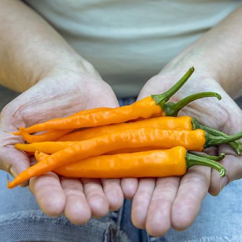 Cayenne Orange