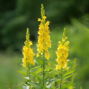 Honingklaver Citroengeel 