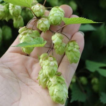 Hop plant 