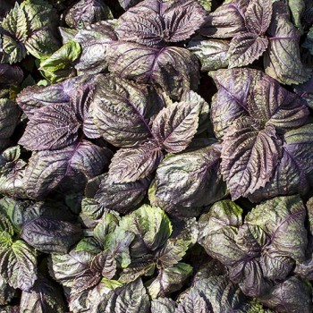 Shiso, Japanse Basilicum