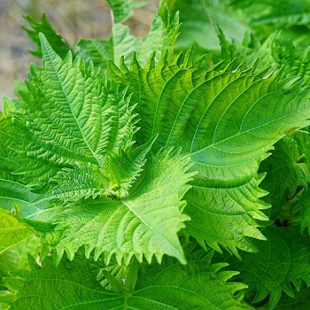 Shiso, Japanse Basilicum groen