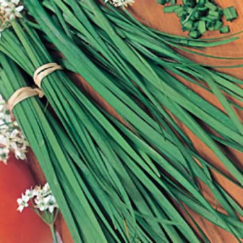 Knoflookbieslook
