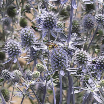 Kruisdistel Deep Blue