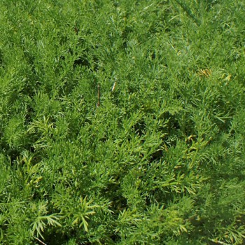 Kruiden Loopkamille plant