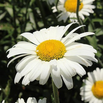 Margriet Alaska White