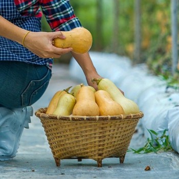 Mini Butternut