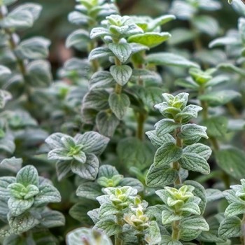 Syrische Oregano
