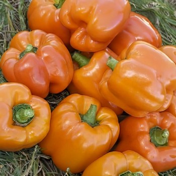 Cubo Orange
