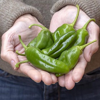 Peper Pimientos de Padron 