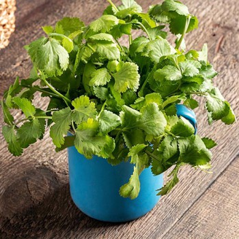 Koriander (pot) 99057