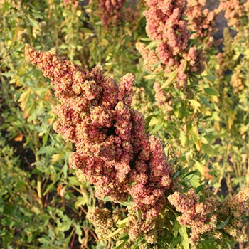 Quinoa