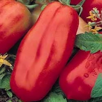 San Marzano 