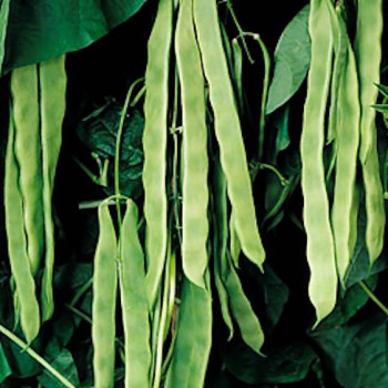 Snijboon Vitalis