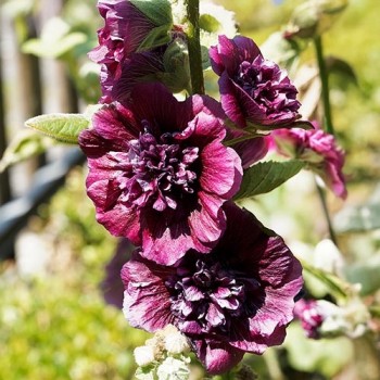 Stokroos Chater's dubbelbloemig Maroon