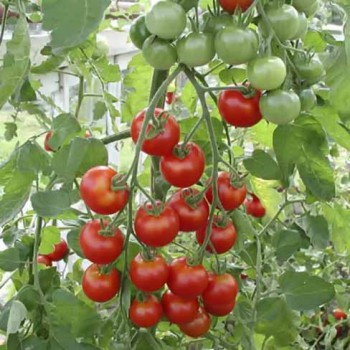 Cherrytomaat Zuckertraube-type