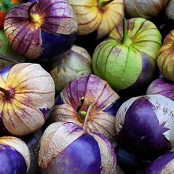 Tomatillo Purple