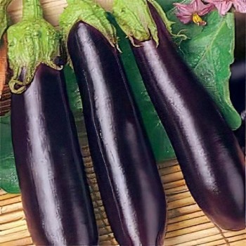 Violetta Lunga