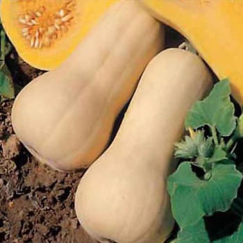 Waltham Butternut