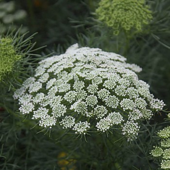 Witte Kantbloem