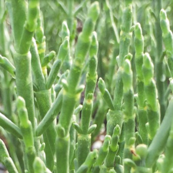 Kruiden Zeekraal plant