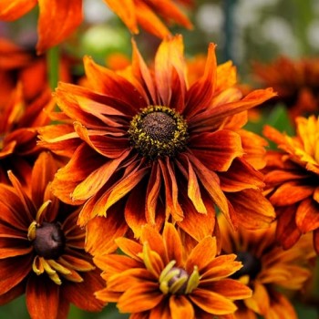 Zonnehoed Cherokee Sunset