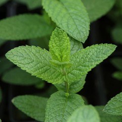 Munt 'Pepermunt' plant