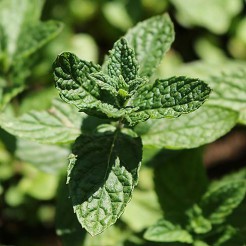Kruiden Munt "Mojito' plant