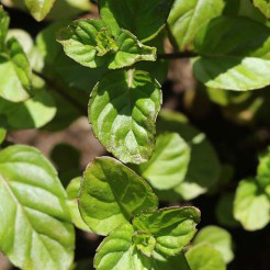 Munt 'Sinaasappel' plant