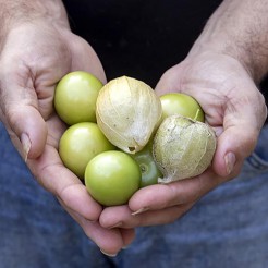 Tomatillo Giant