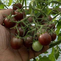 Black Cherry