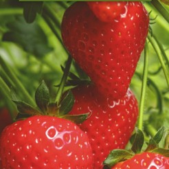 Aardbei plant Darselect